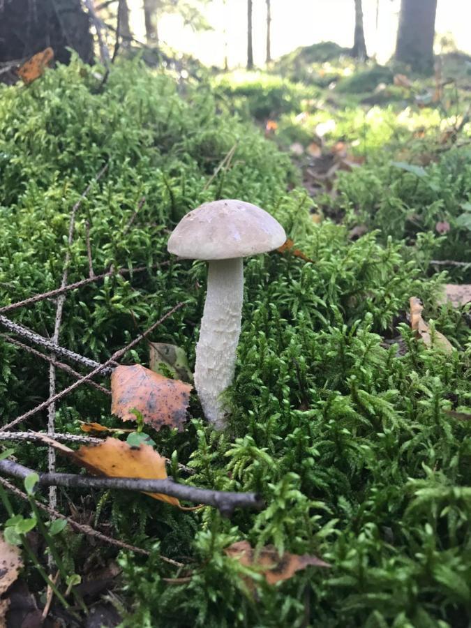 Gawramaszki - Agroturystyka - Komfortowe Pokoje Z Lazienkami I Aneksami Kuchennymi Węgorzewo Esterno foto